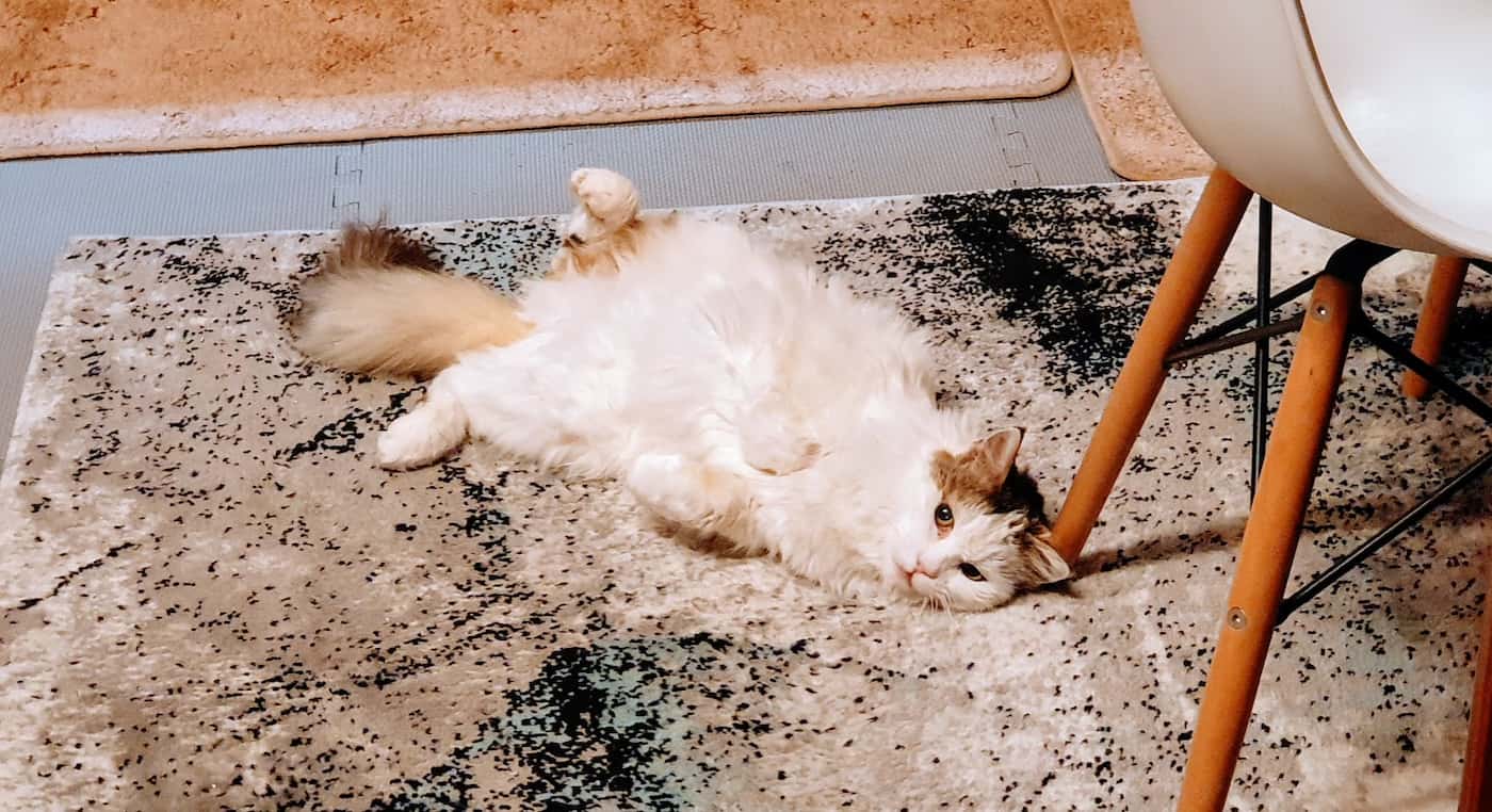 My fluffy white cat laying on her back looking at the camera